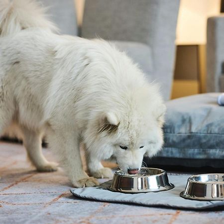 Sheraton Poznan Hotel Exterior photo A Samoyed puppy