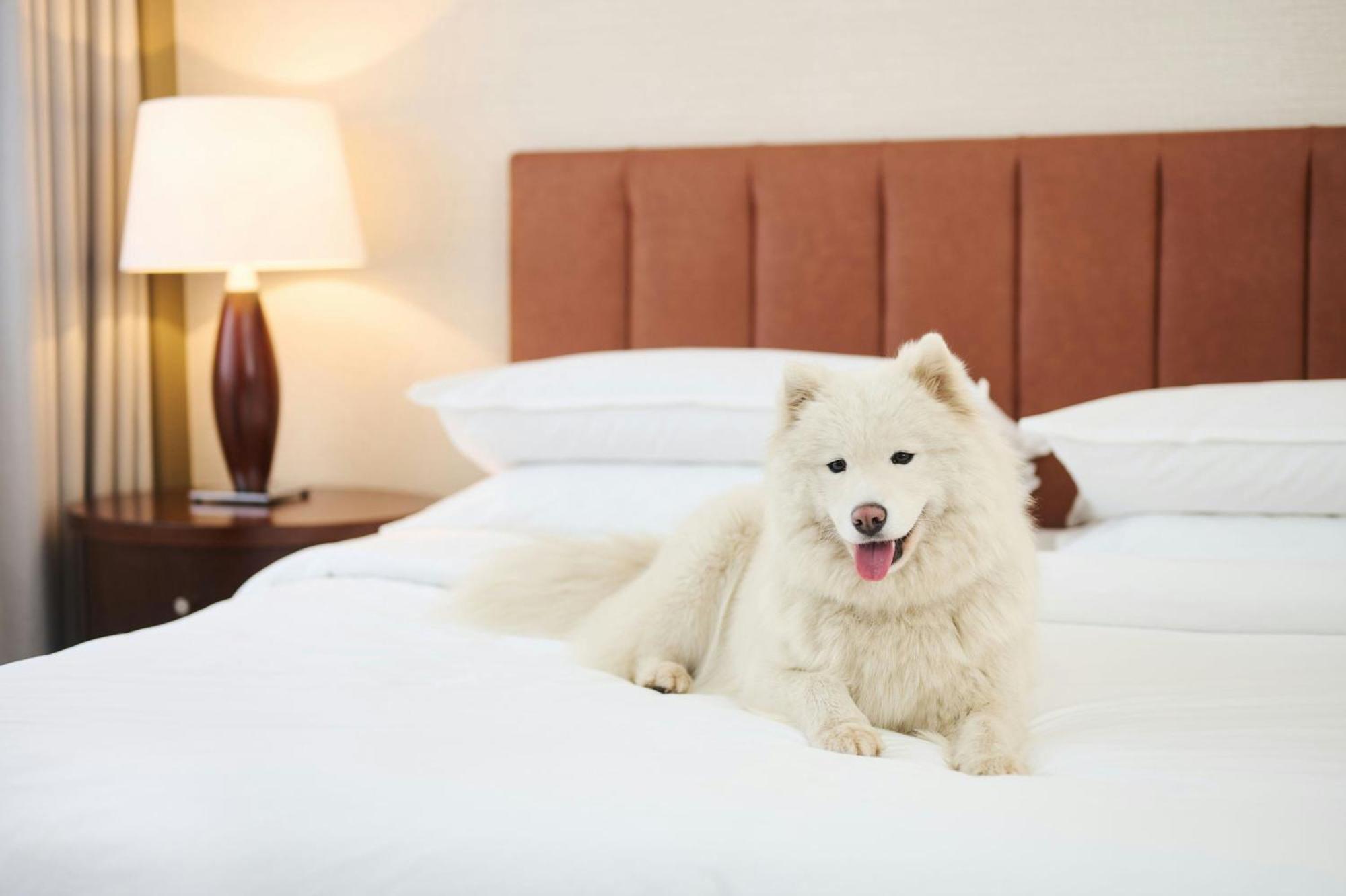 Sheraton Poznan Hotel Exterior photo A Samoyed on a bed