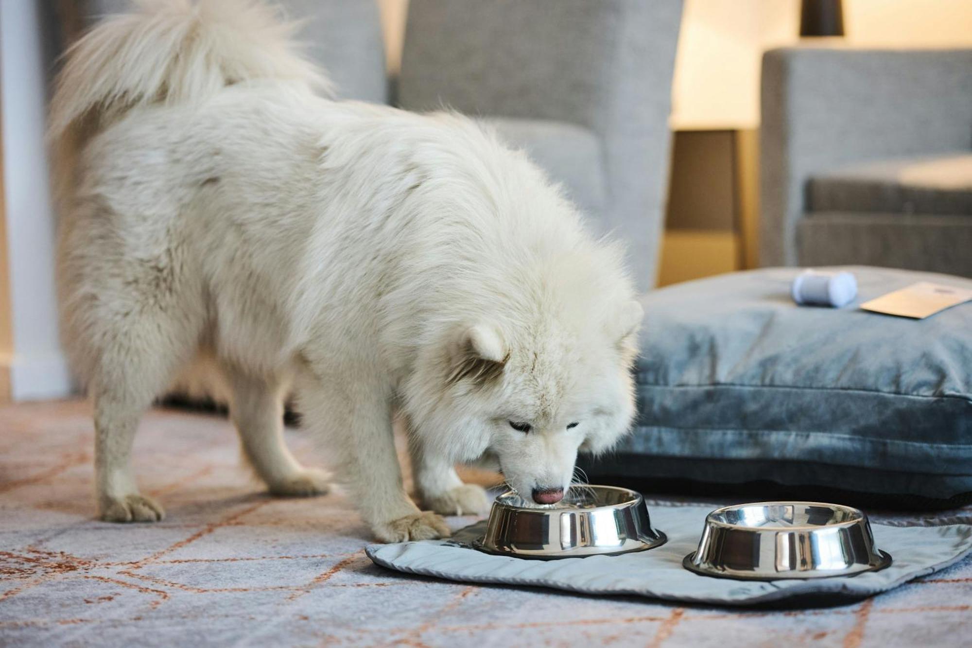 Sheraton Poznan Hotel Exterior photo A Samoyed puppy